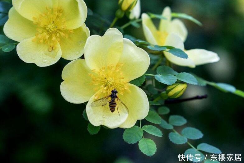 花量:3种“灌木花卉”,花色美,花量大,有院子的一定养!