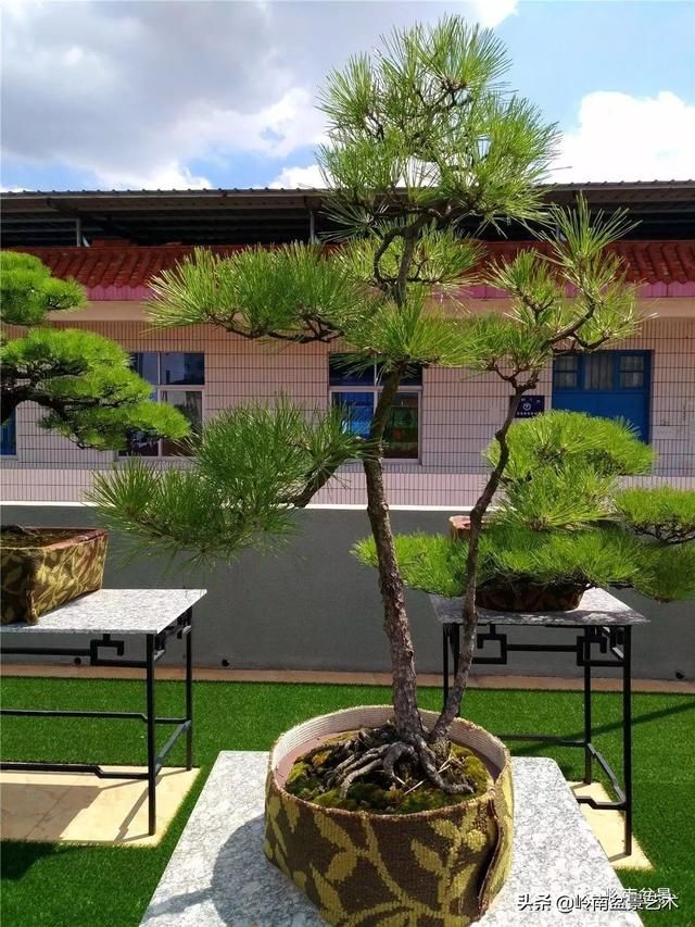 盆景大师都爱玩，山松会否成为下一个热点？