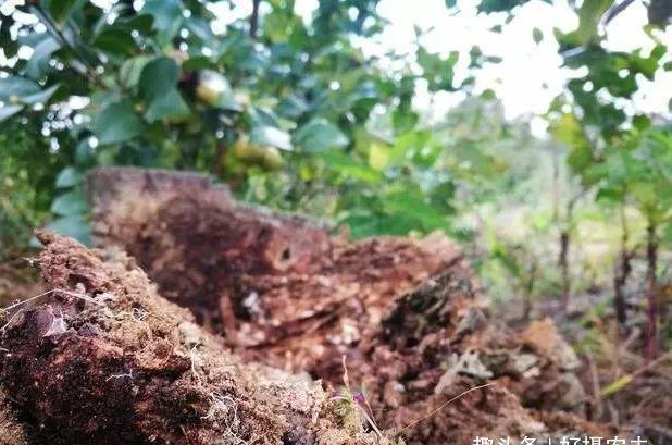  「种植」种植兰花的腐殖土有虫子，怎么办1个塑料袋解决问题