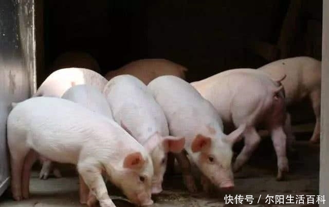  「非洲」非洲猪瘟疫苗将进入临床试验阶段，养猪人别开心，离上