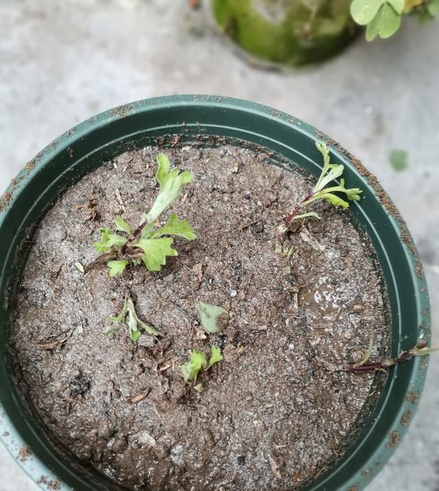  分离出来@菊花分株繁殖，成株快，操作简单易成活