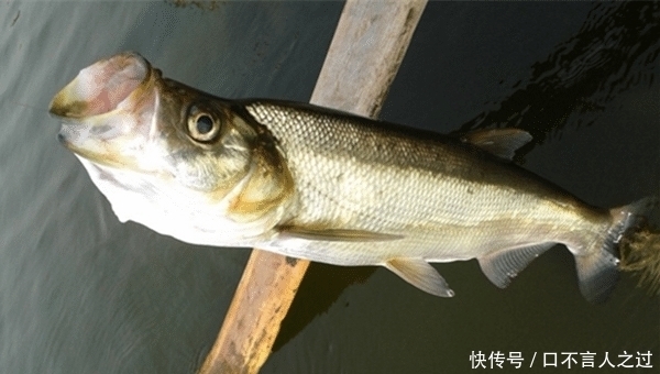  选择|夏天水库手竿钓翘嘴，注意这些要点，翘嘴连竿上，狂拉到手酸！