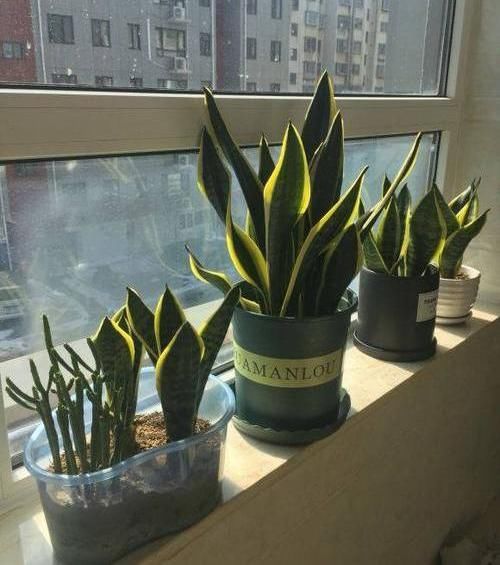 『绿萝』?养花养不活?试试这4种,“植物杀手”都能养活,爆盆不费劲