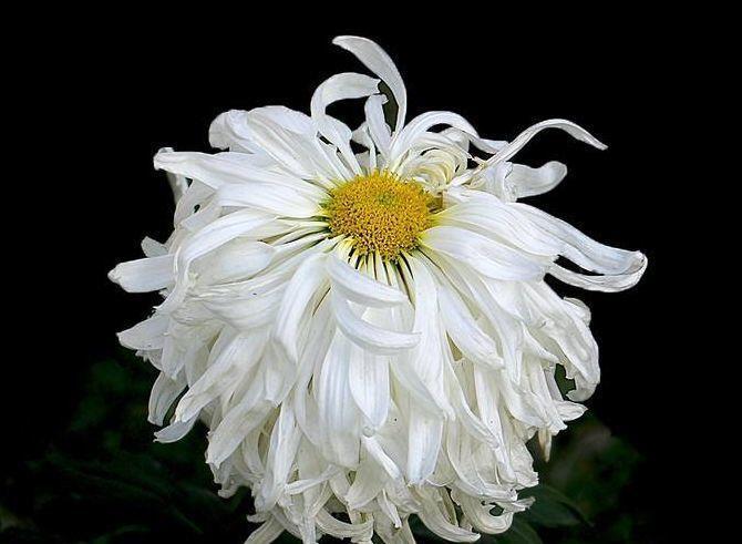 喜欢菊花,首选“菊中精品”竹林雪,似洁白碧玉,鲜艳美丽!