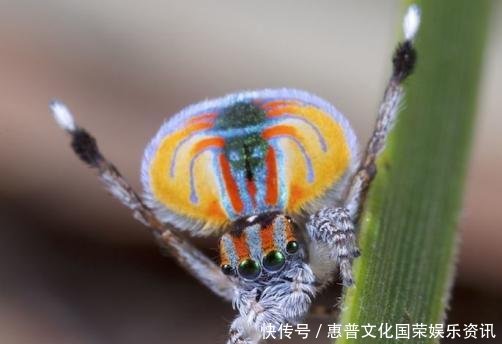  #蜘蛛#你觉得可能不存在，但世界上还真有的那些生物