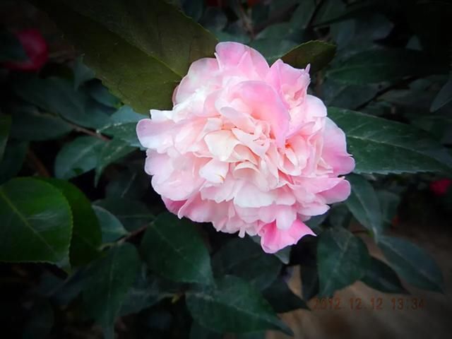 花芽分化|茶花盆栽留花苞技巧,舍得疏花苞,茶花开花比碗大