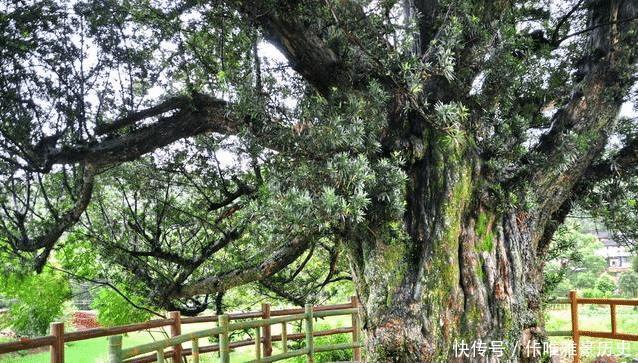  [镇宅]农村四大镇宅之树是什么种在哪个位置可以旺宅