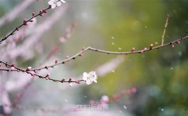 「交警部门」黑龙江这场大暴雪史上只现两次,专家分析来了!27日后可能…