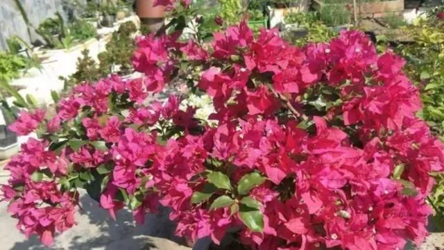  [发现]三角梅黄叶、开花少，查明原因后，发现原来都是自己的错
