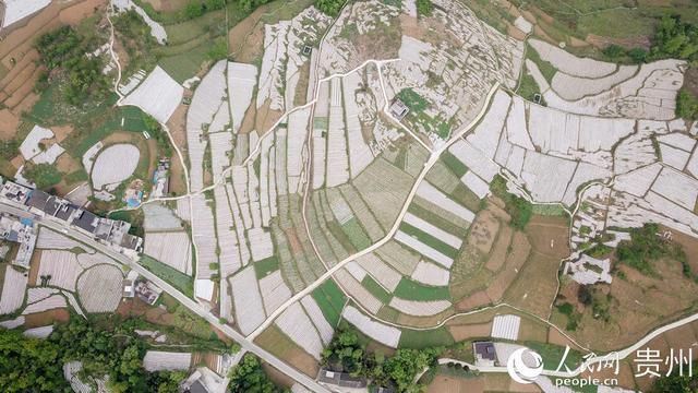  乡村■贵州务川：做强坝区产业振兴乡村