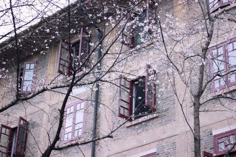 中国这些地方即将花开成海！错过又再等一年！诗情画意值得记忆！