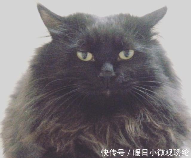  「青阳部」《九州缥缈录》中，青阳大君为何戴着黑豹帽子