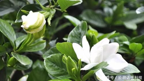  【栀子花】想让栀子花长得旺？做好两件事，顺利开出大白花，人人看了都羡慕
