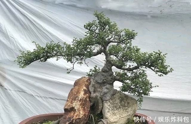 『朱立明』欣赏朱立明的盆景,学会体贴!