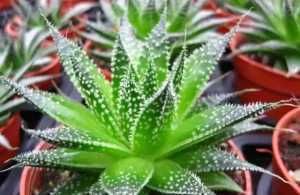  【养花】养花要会“挑”，这3种花，卧室养1盆，睡觉睡得香，不怕失眠！