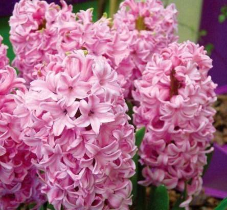  『木香花』室内通风差，就养“3种花”，杀菌、净化空气，家中每天元气满满