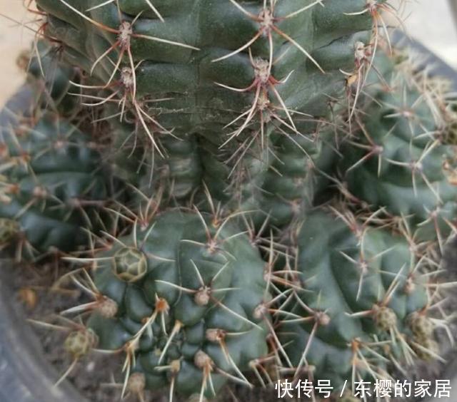  『爆花』仙人球绯花玉不开花，方法有“2个”，既长小崽又爆花
