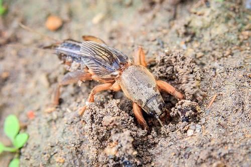  「庄稼」祸害庄稼力气大，以前被人讨厌，如今80块一斤，人称“