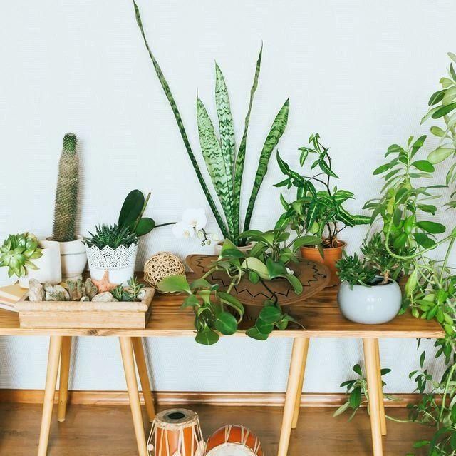  [好处]室内养盆栽植物的5个好处，你还知道有哪些好处么？