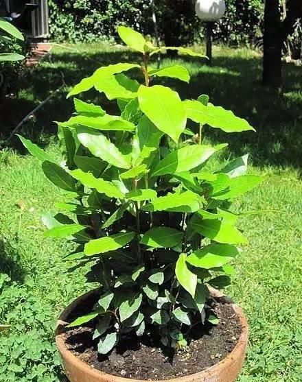  「花儿」10种最好闻不刺鼻的植物香味