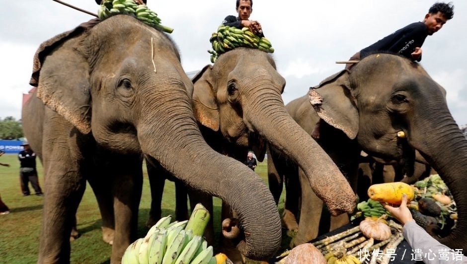  泰国人：泰国人快哭了：中国游客什么时候来，我们的大象都吃不起饭了！