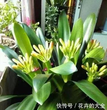 居家养护|客厅养上“3种花”,大气又美观,关键“旺财又养人”,值得养2盆