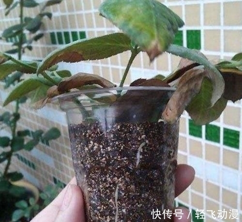 『随便』学会这个妙法,下雪天也能随便扦插,几天就扎满茂密的大白根