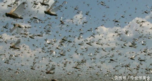  [解决]4000亿“蚂蚱”，靠吃就能解决蝗灾？你需要的不仅是一口