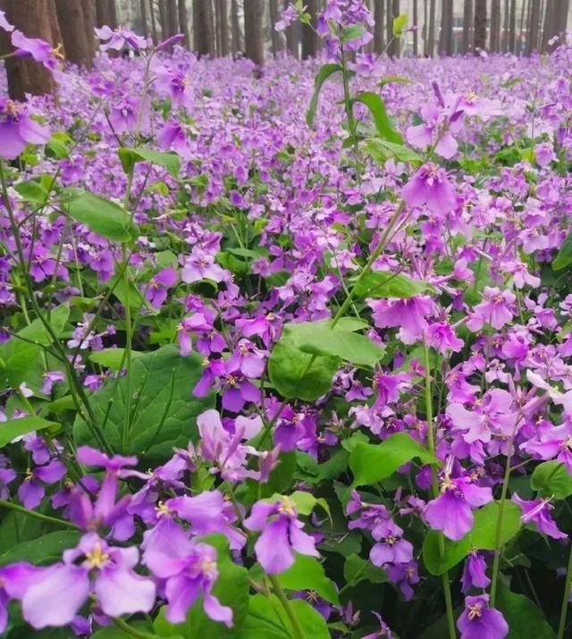 慎养■这花要慎养,每年砍掉3麻袋,照样蹭蹭长