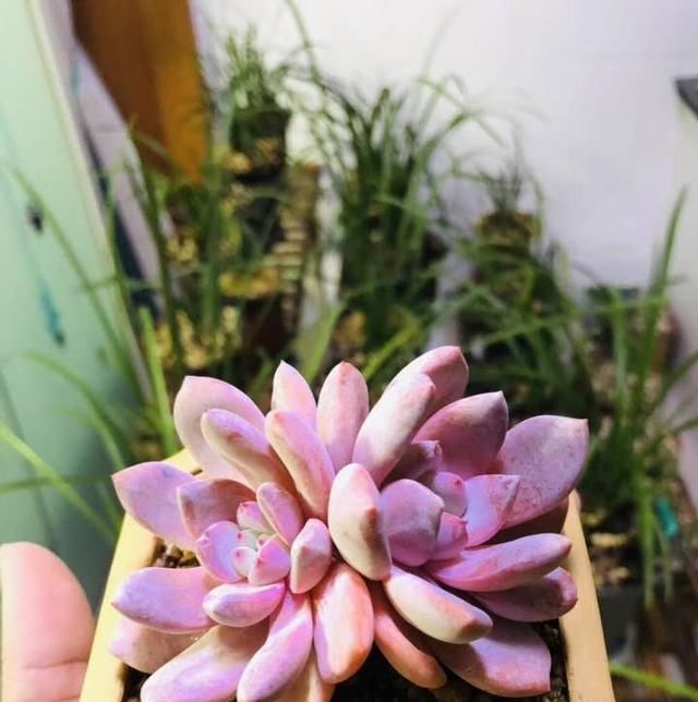  「春天」春天给多肉这么浇水，个个长成土肥圆，又绿又壮！