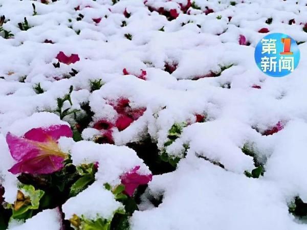  「下雪」现在！陕西下雪了！冬夏交织，最低只有零下6度...