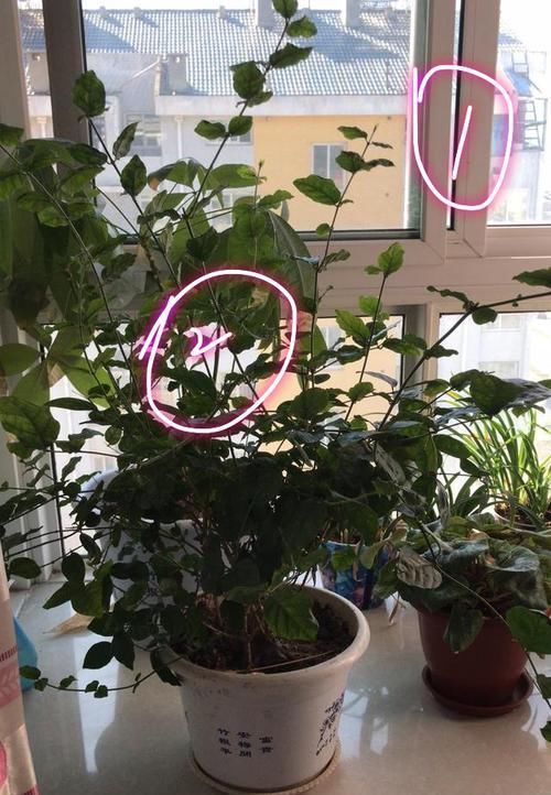  【调节酸碱度】茉莉花在25度的地暖房中枝条疯长可以修剪吗？茉莉花的花期是多久