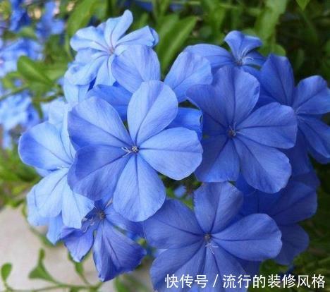 「蓝雪花」喜欢在家中养护花卉,就选择花朵美艳,开花量大、花期长的花卉