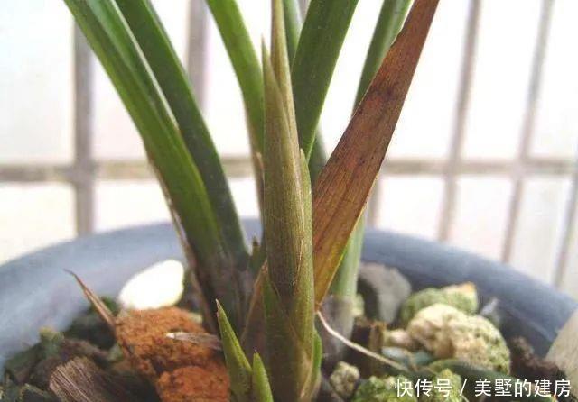 兰花:如果你喜欢兰花就养它,亲民不傲娇