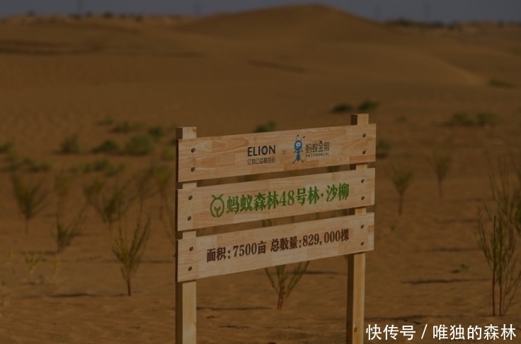 马云2年多前种下的蚂蚁森林，真的改变阿拉善了？还是只是噱头？