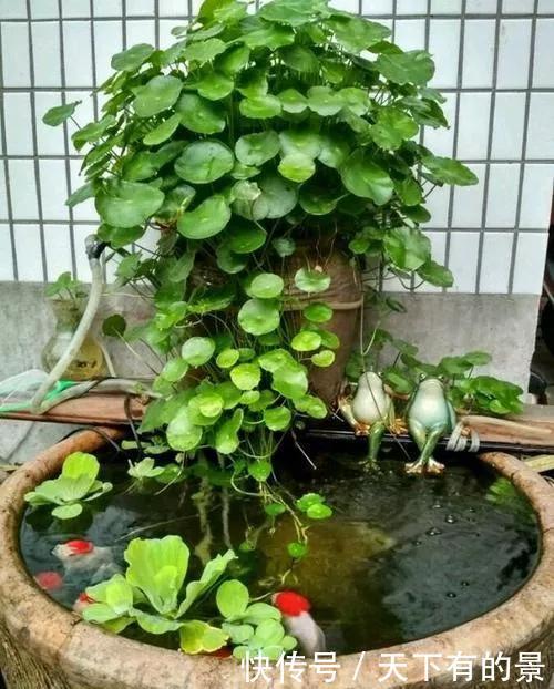 【拿来】30斤的大水缸,拿来养花成宝贝,怪不得都抢着要!