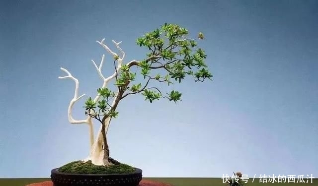 『盘子』用石头盘子来养花,变成小盆景,价值能翻好几倍