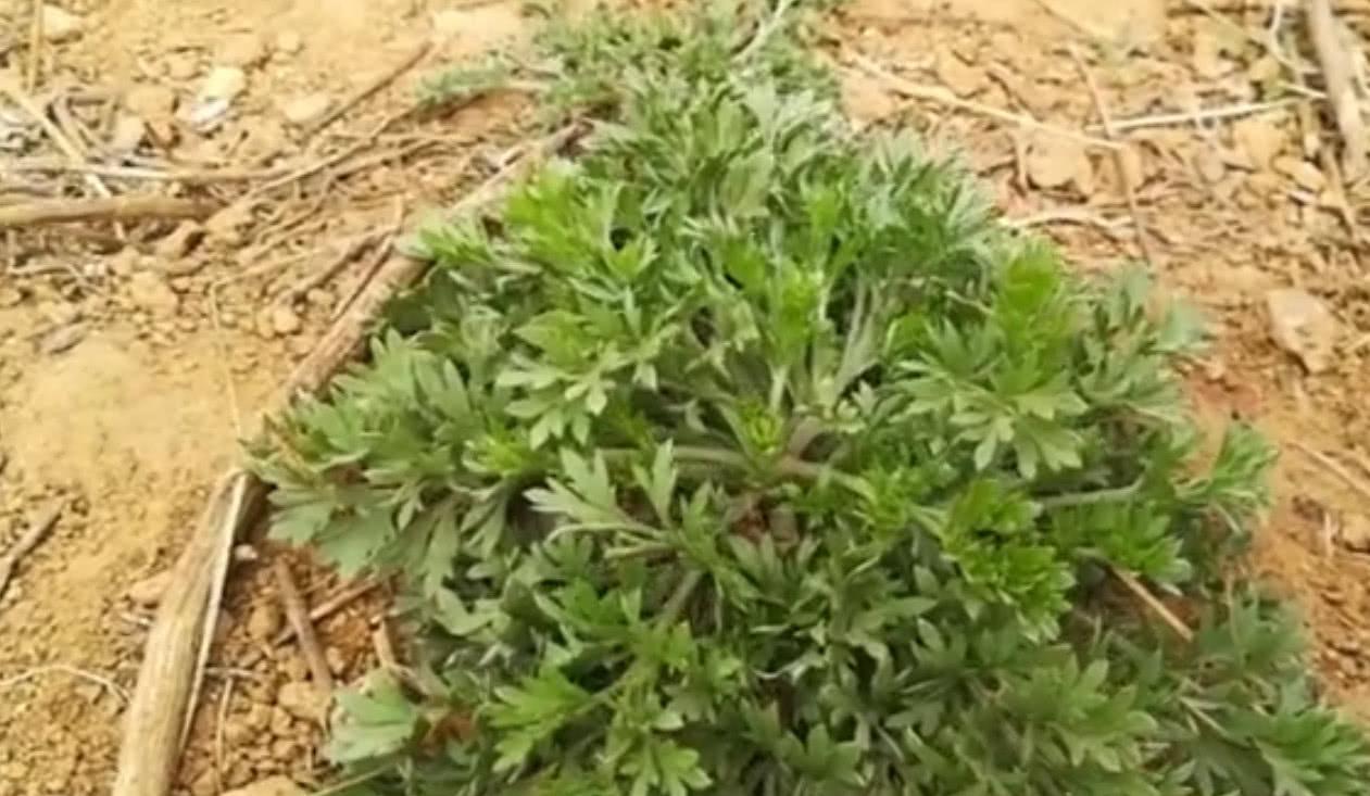 农村荒地里这种野菜，错过就要等一年，你们吃过这种野菜吗？