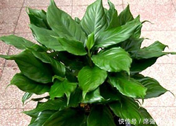 「款花」厕所异味重该怎么办盆栽3款花“专治”它,让家里更上档次