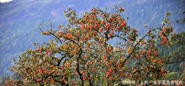 这水果产量很高，30年前抢着吃，如今5毛一斤，烂在树上没人要
