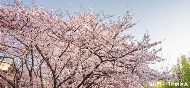成都太争气了,清明节国内游盛地排名,咱成都排第三!