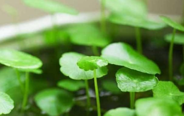  『新芽』铜钱草风一吹，“枝条倒”？吃点“激素药”，枝条挺又壮，新芽蹿
