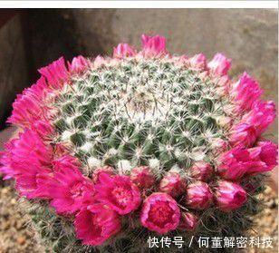 养护:她养了一盆仙人球,开出100朵小红花,美极了,邻居看来都羡慕!