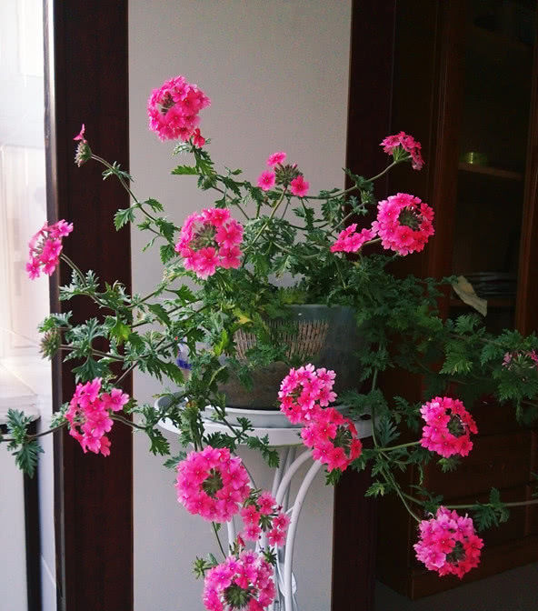  【铺地锦】家里盆栽植物有它就够了，花色五彩缤纷“颜值”高，还你一片花海！