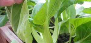  #蔬菜#阳台种菜，用一个小方法，种的菜长得又肥又壮又旺，收获真多