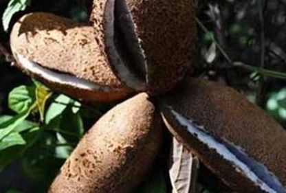  [预知子]既是水果也是药材,种植它也能轻松致富，你吃过吗？