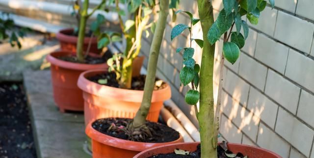  夏季|茶花盆地放这些肥料,这样养护,夏季茶花不烂根不焦叶!