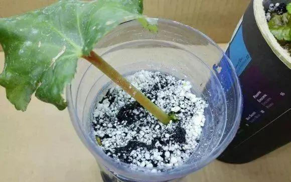  【发芽】5种花太贵，别花“冤枉钱”，剪片叶子丢盆里，20天生根发芽！