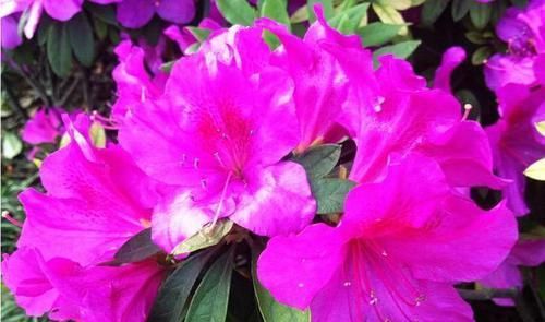  [盆栽]为什么邻居家的杜鹃花一年开几次花？杜鹃花盆栽叶片有黑点的原因