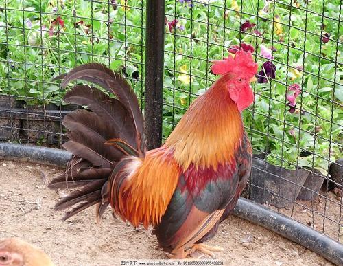 新品种长尾巴公鸡价值昂贵，市民却坦言：白送也不敢吃